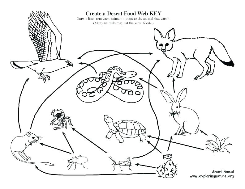 792x612 Desert Coloring Pages Desert Animal Coloring Pages Desert Coloring