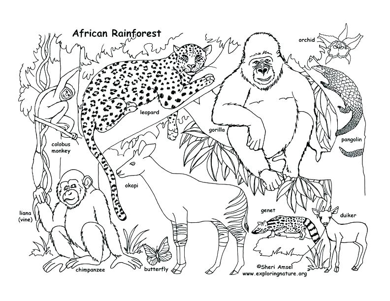 792x612 Food Chain Colouring Sheets Coloring Pages For Preschoolers Page