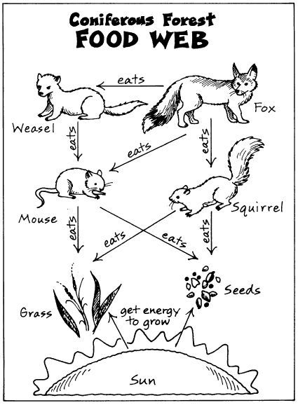 425x578 Iphone Coloring Food Chain Coloring Page About Food Chain Coloring