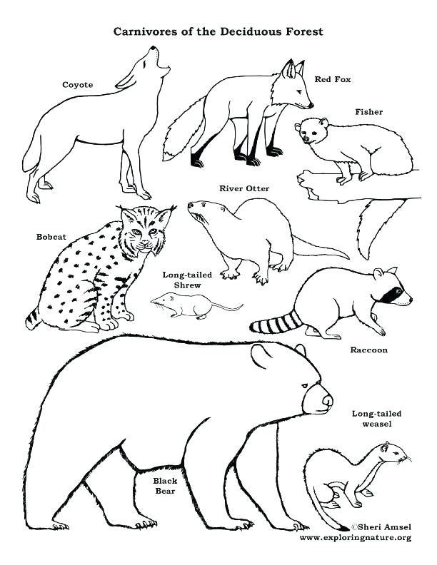 612x792 Marvelous Food Chain Coloring Pages Marvelous Food Chain Coloring