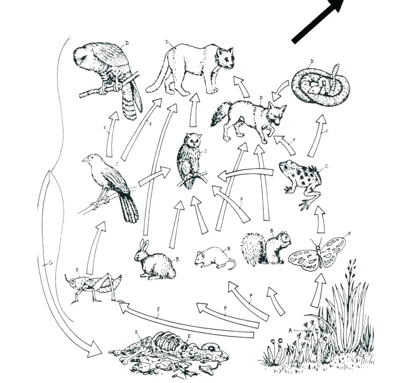791x768 Coloring Food Chain Coloring Pages