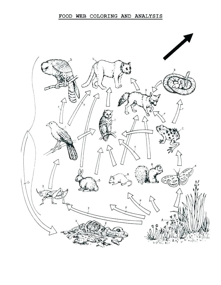 736x952 Marvelous Food Chain Coloring Pages Food Chain Coloring Pages Food