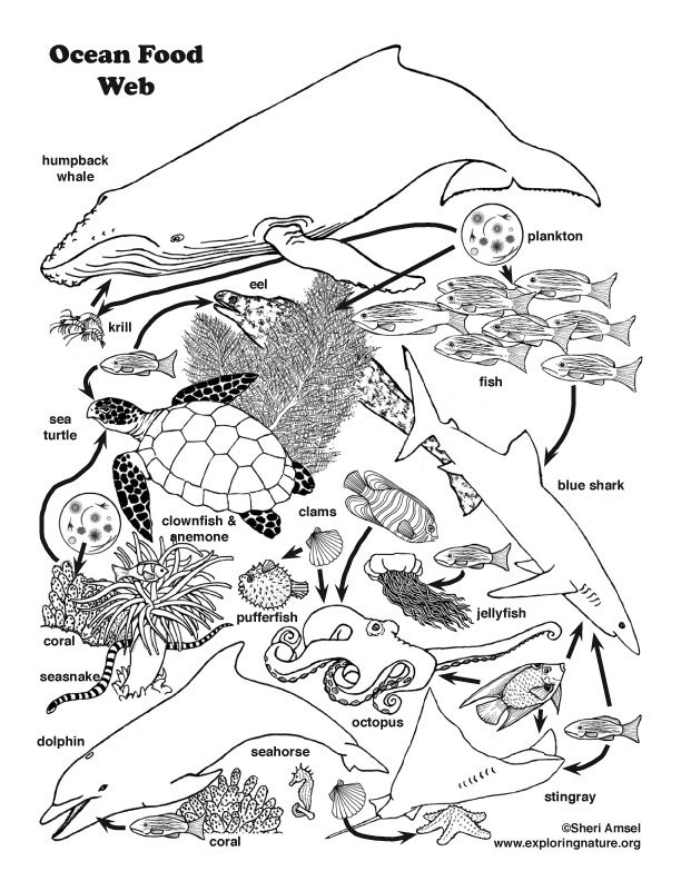 612x792 Ocean Food Web Coloring Page