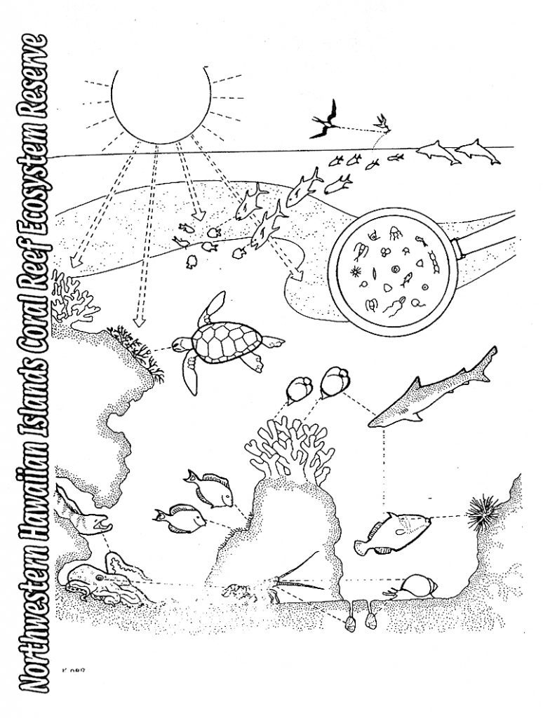 774x1024 Coloring Pages And Coloring Books. Food Chain Coloring Page