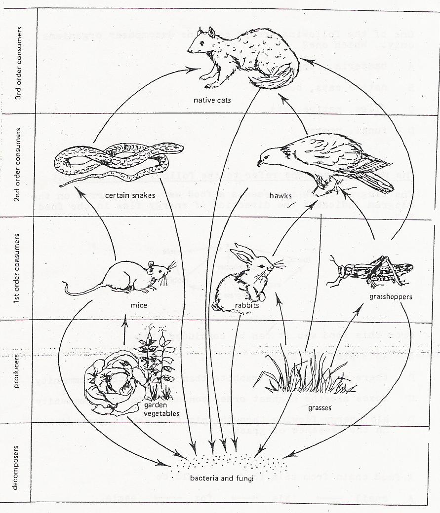891x1040 Food Chain Coloring Page
