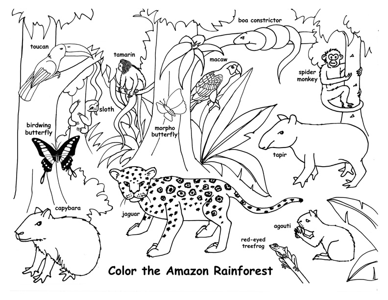 792x612 Rainforest Animal Coloring Pages