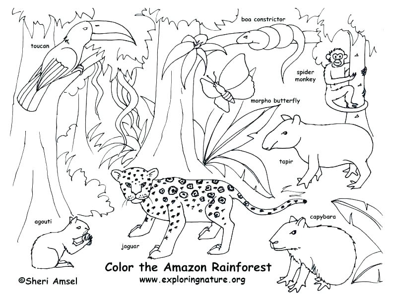792x607 Woodland Coloring Pages