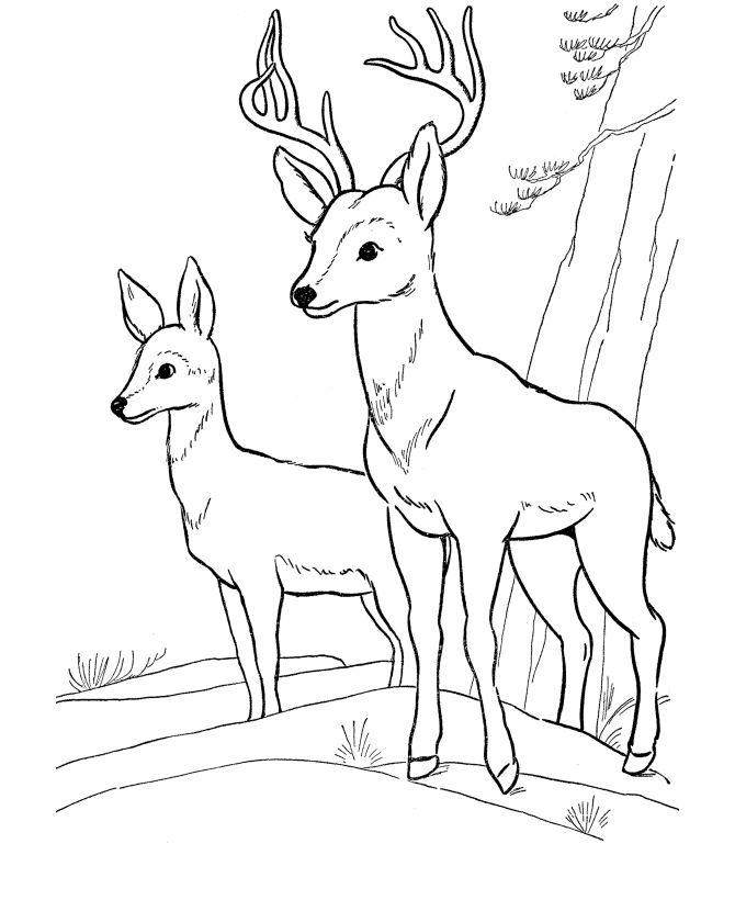 670x820 Coloring Zoo Images Print Pages On Deciduous Forest Animals
