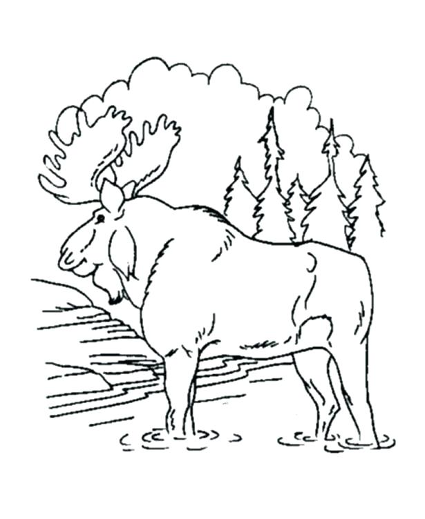 615x752 Enchanting Rainforest Coloring Page Forest Coloring Pages