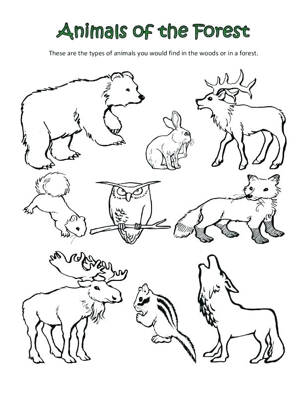 618x800 Forest Animal Coloring Pages Animals Coloring Pages Forest Animal