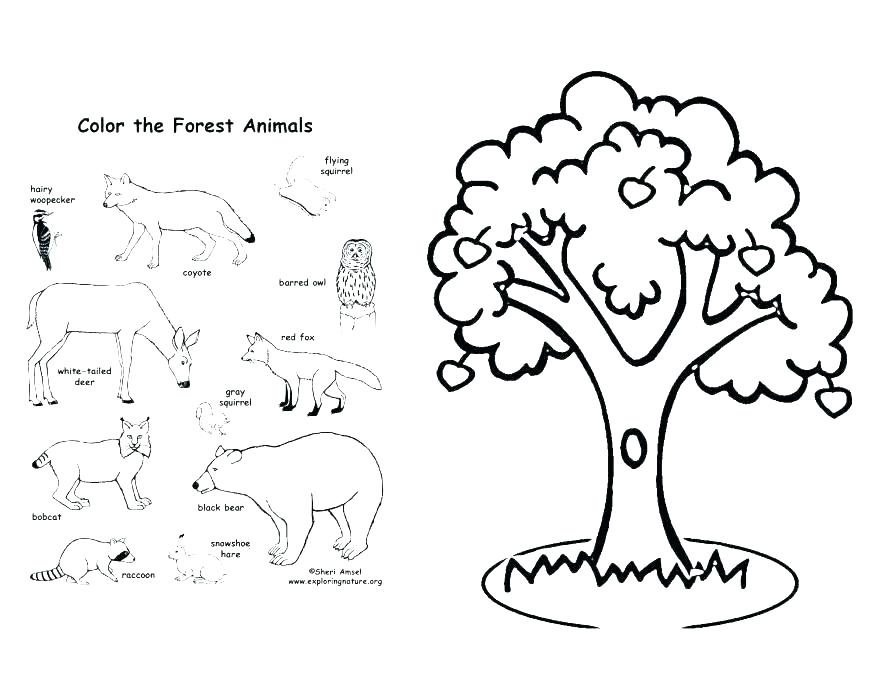 878x678 Animal Habitat Coloring Pages Hard Forest Animals Coloring Pages