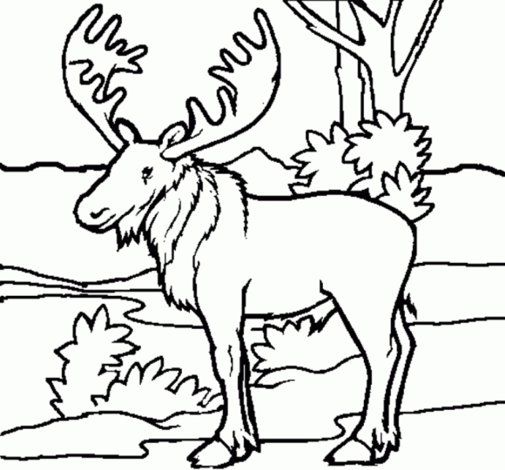1024x953 Fresh Forest Animal Coloring Pages To Print Gallery Printable