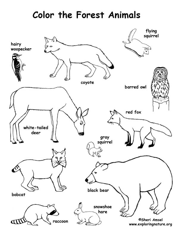612x792 Coloring Pages Of Forest Animals Forest Animals Coloring Page