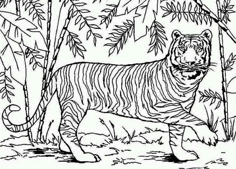 Forest Coloring Pages
