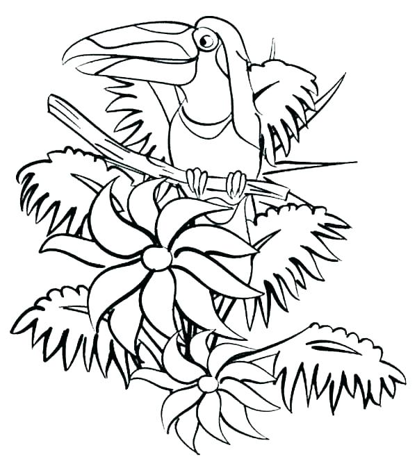 600x674 Rainforest Pictures To Color Coloring Pages Coloring Page Rain