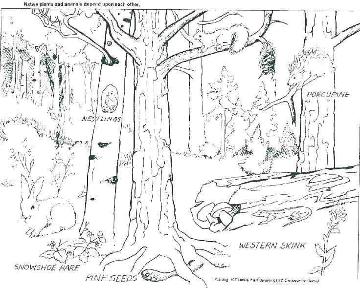 736x590 Free Printable Enchanted Forest Coloring Pages