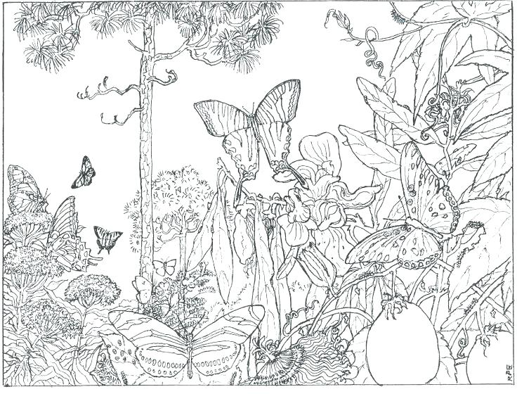 736x560 Enchanted Coloring Pages Enchanted Coloring Pages Enchanted Forest