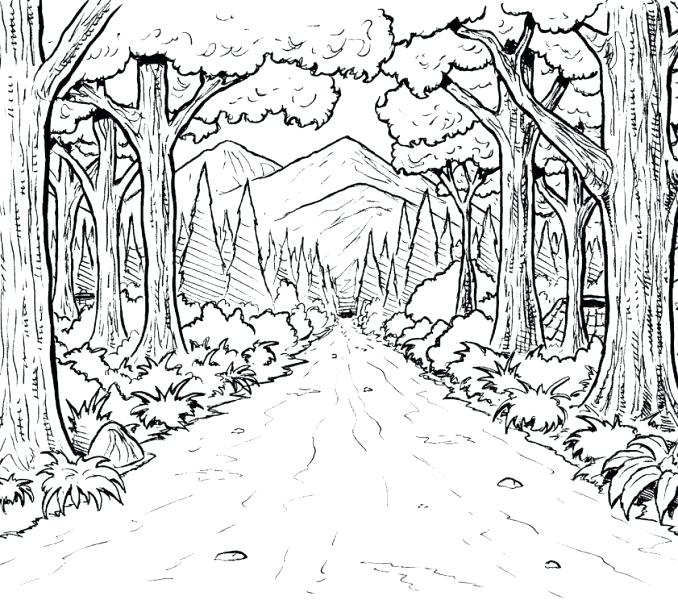 678x600 Preschool Forest Coloring Page Rainforest Coloring Pages