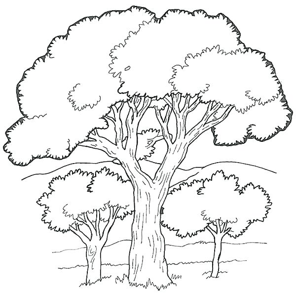 600x603 Forest Coloring Pages Printable