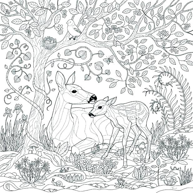 618x618 Animal Habitat Coloring Pages Desert Animals Coloring Page Forest