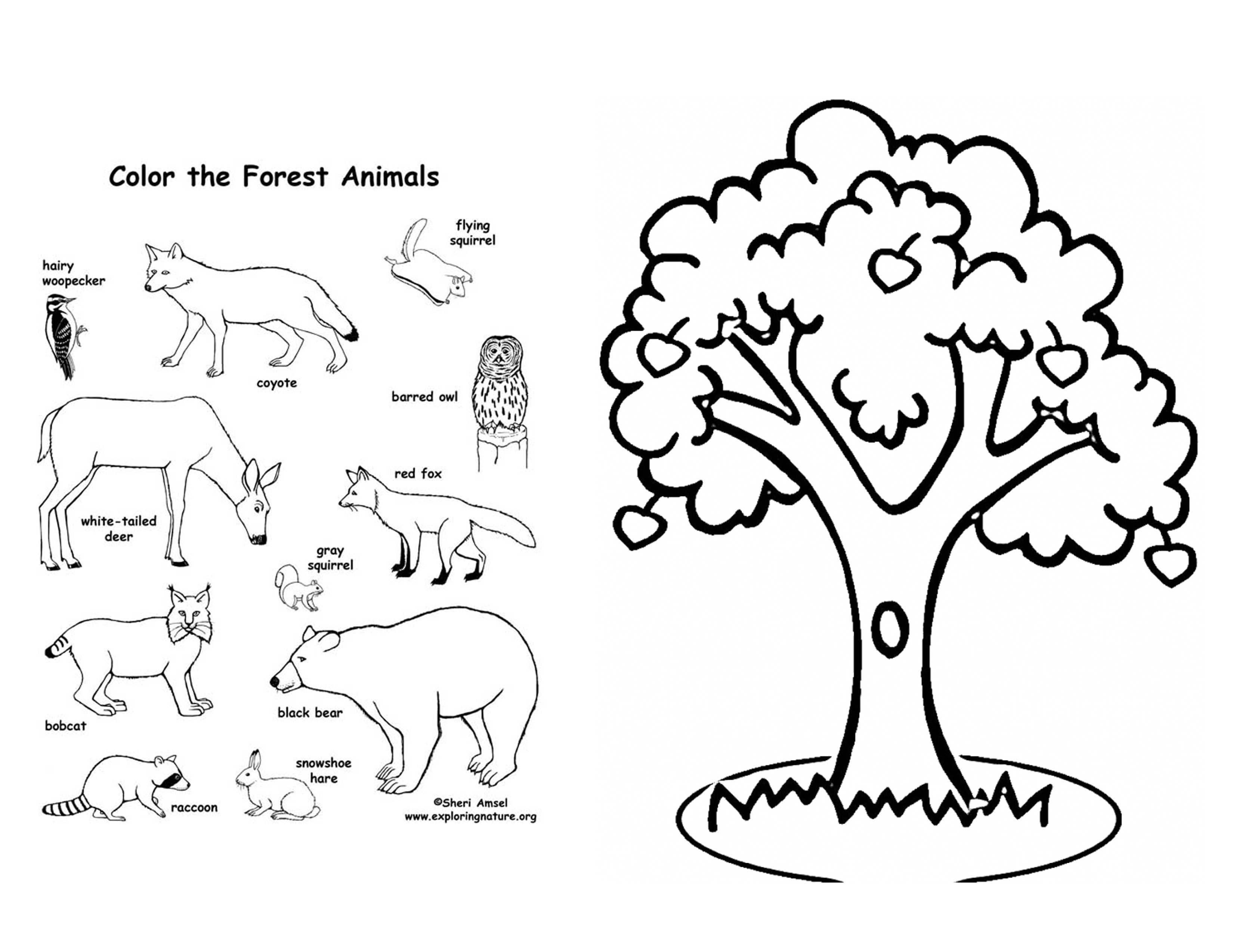 3300x2550 The Last Fairy Apple Tree Coloring Pages Printable Coloring