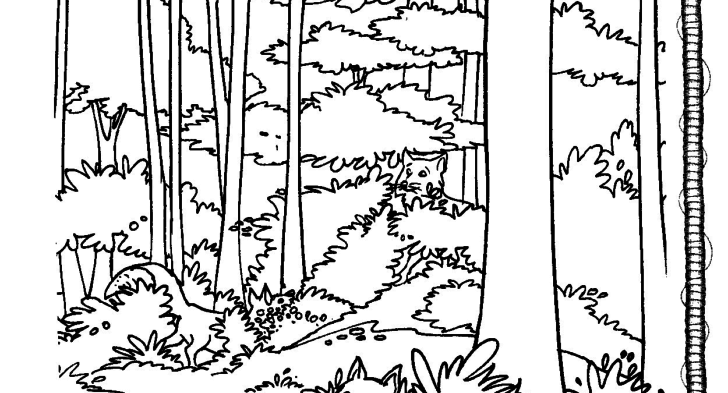 Forest Habitat Coloring Pages