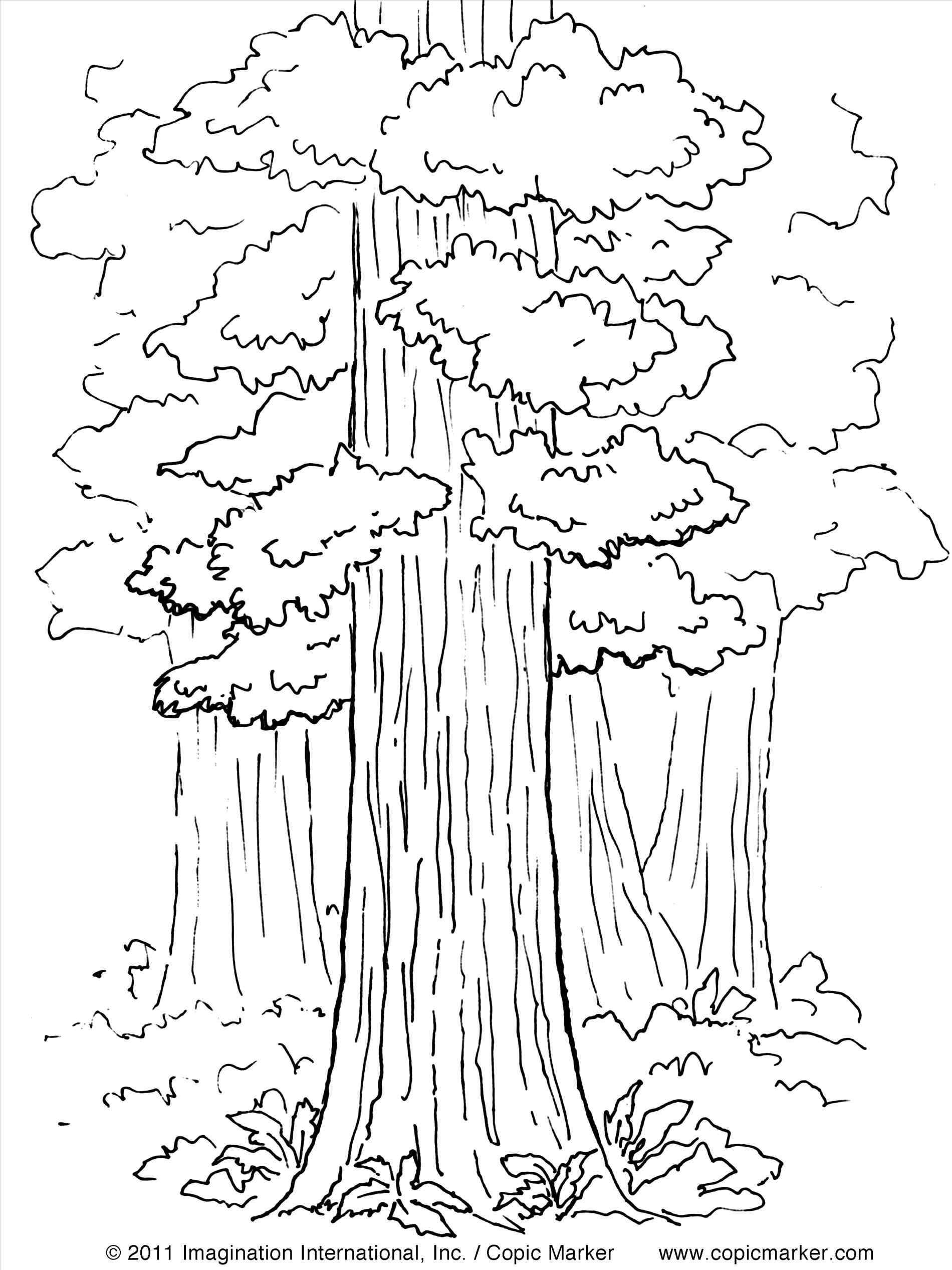 1900x2534 Giant Redwood Tree Next To Other Trees Coloring Pages Printable