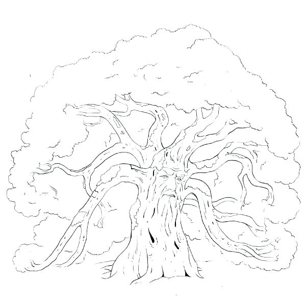 600x600 Coloring Pages Of Trees Without Leaves Tree Without Leaves Of Bare