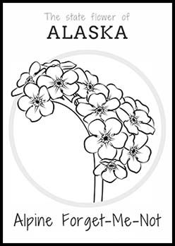 248x348 Free Alaska State Flower Coloring Page Alpine Forget Me Not