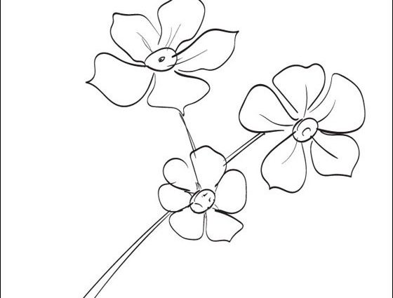 560x425 Forget Me Not Flower Coloring Page Forget Me Nots Coloring Page