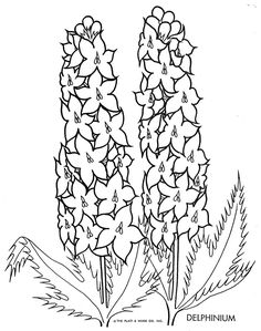 236x299 Alpine Forget Me Not Coloring Page Free Printable Coloring Pages