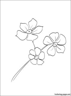 236x316 Coloring Page Forget Me Not