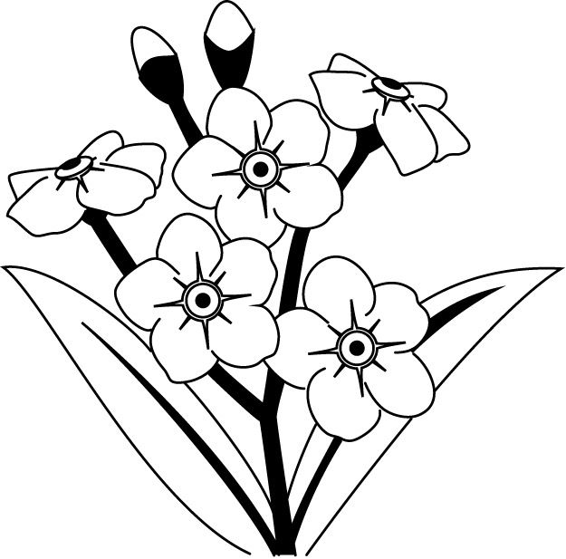625x617 Coloring Pages Forget Me Not, Printable For Kids Amp Adults, Free