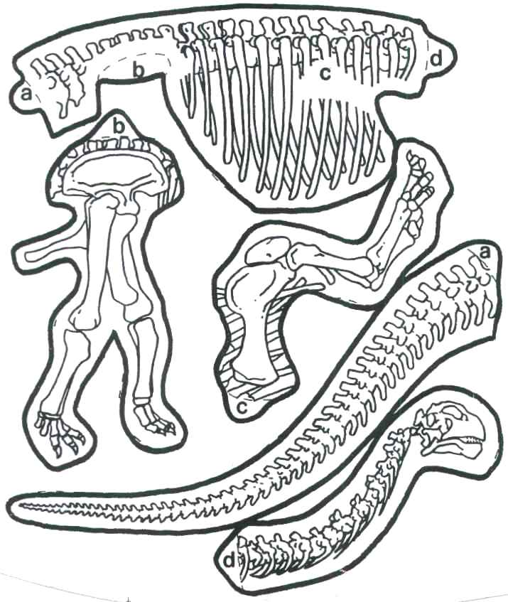 715x847 Fossil Coloring Pages Coloring Page Fossil Nothing But Monkey