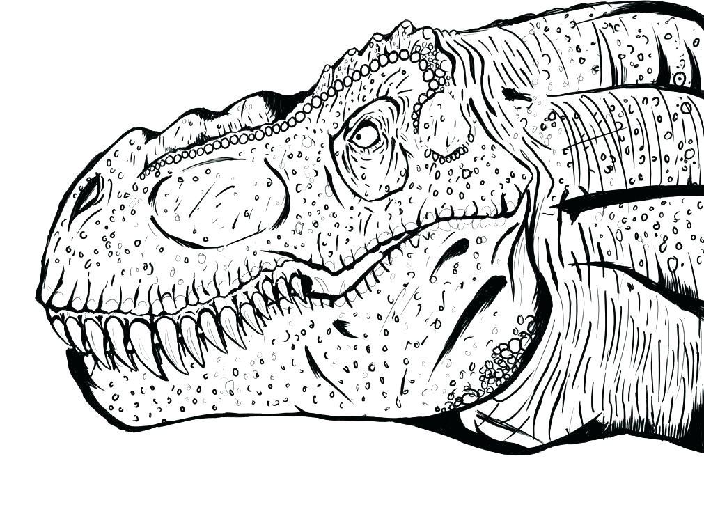 1011x741 Fossil Coloring Pages Tyrannosaurus Coloring Page T Skeleton
