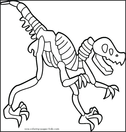 519x544 Fossil Coloring Pages