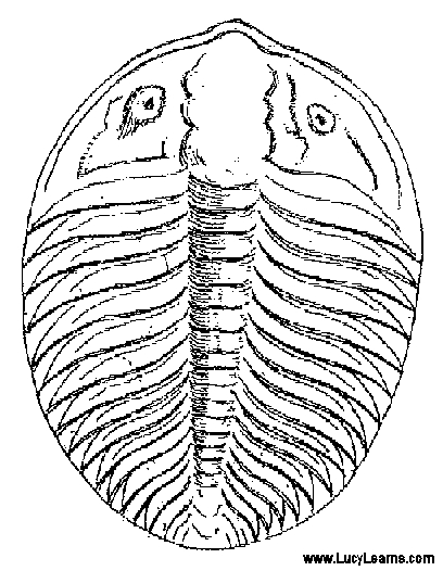 408x526 Coloring Fossil Coloring Pages