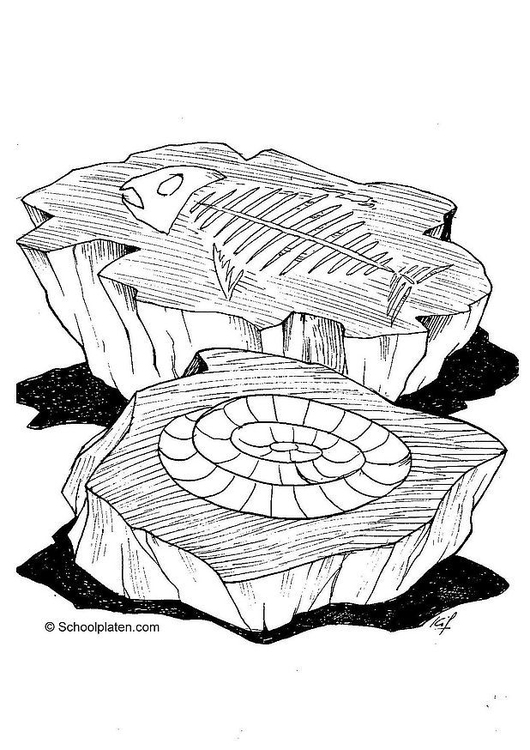 530x750 Coloring Page Fossil