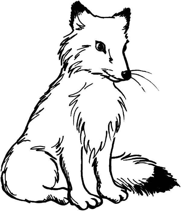 600x702 Rare Fox Pictures To Color Artic Coloring Pages Best Place