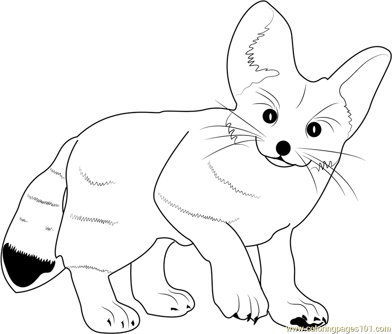 800x683 Fennec Fox Coloring Page