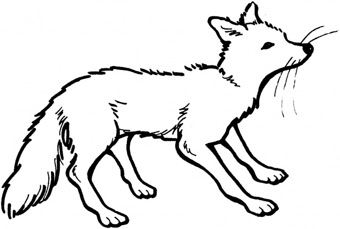 700x472 Fox Coloring Pages 4