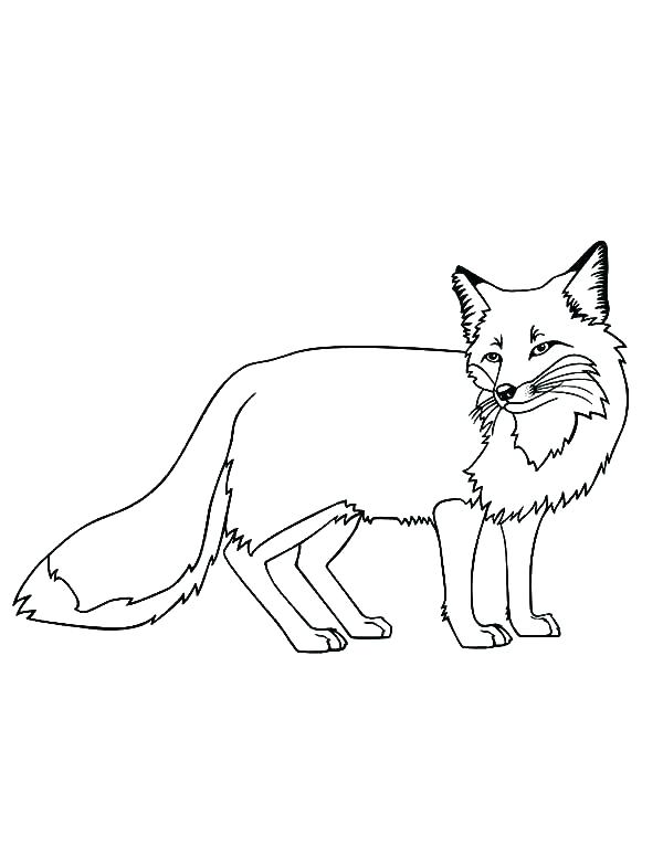 600x776 Red Fox Coloring Pages Red Fox Coloring Pages Best Coloring Pages