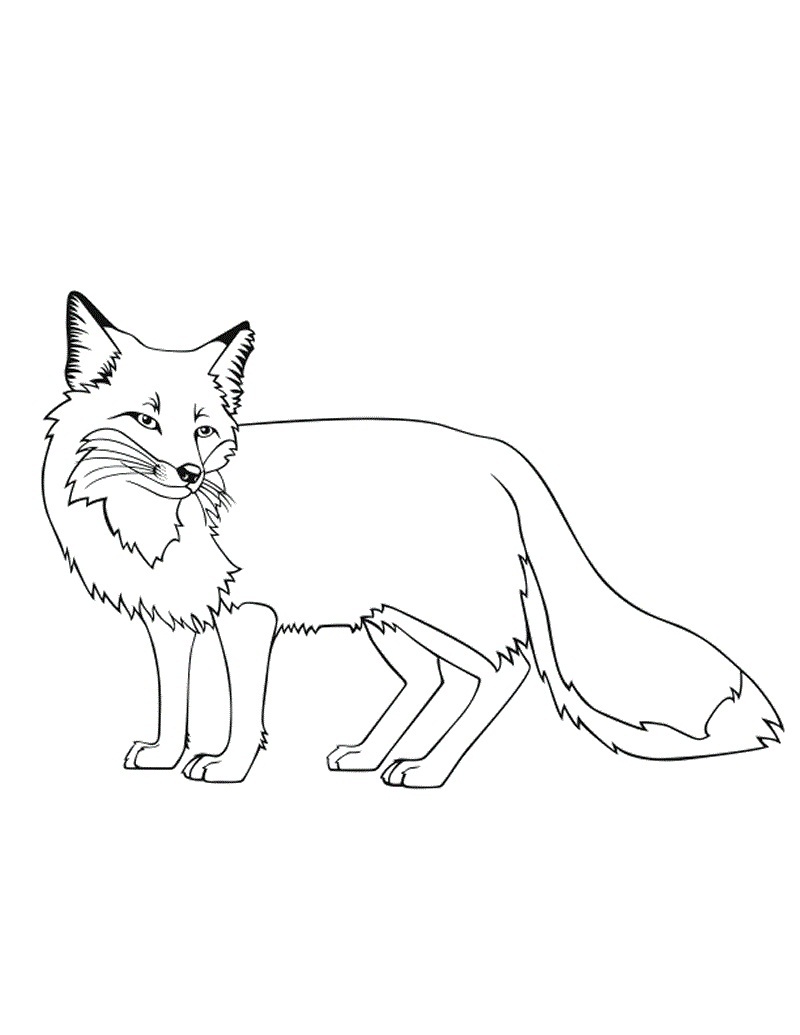 800x1035 Free Printable Fox Coloring Pages For Kids