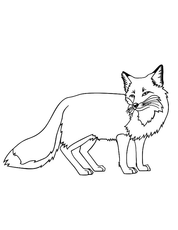 600x776 Kit Fox Coloring Pages