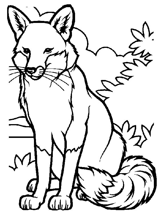 564x750 Fox Colouring Page Classic Fox Coloring Page Color Book Free
