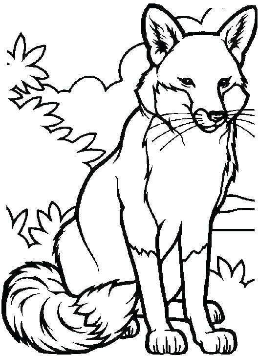 528x728 Fox Coloring Pages Fox Coloring Pages Poodle Coloring Page Fox