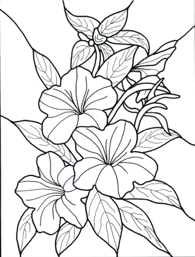 682x900 Adult Coloring Pages Flowers Simple Free Adult Coloring Pages