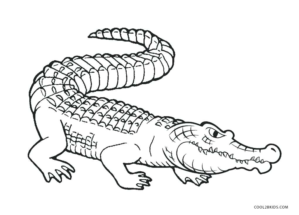 1020x734 Coloring Page Alligator Alligator Coloring Page Free Printable