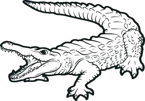 476x333 Coloring Page Alligator Coloring Alligator Letter A Is