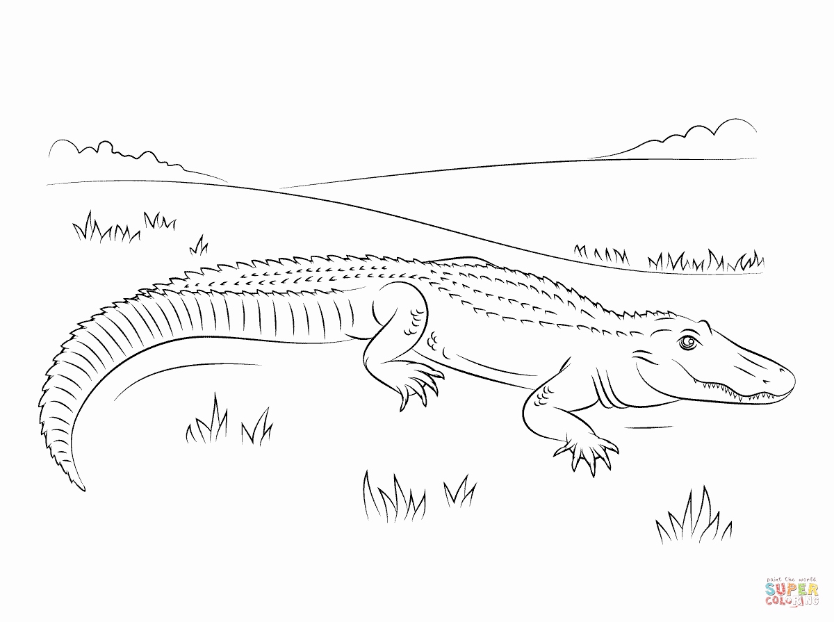 1200x895 Easy American Alligator Coloring Page Skill Free Pr 9031 Unknown